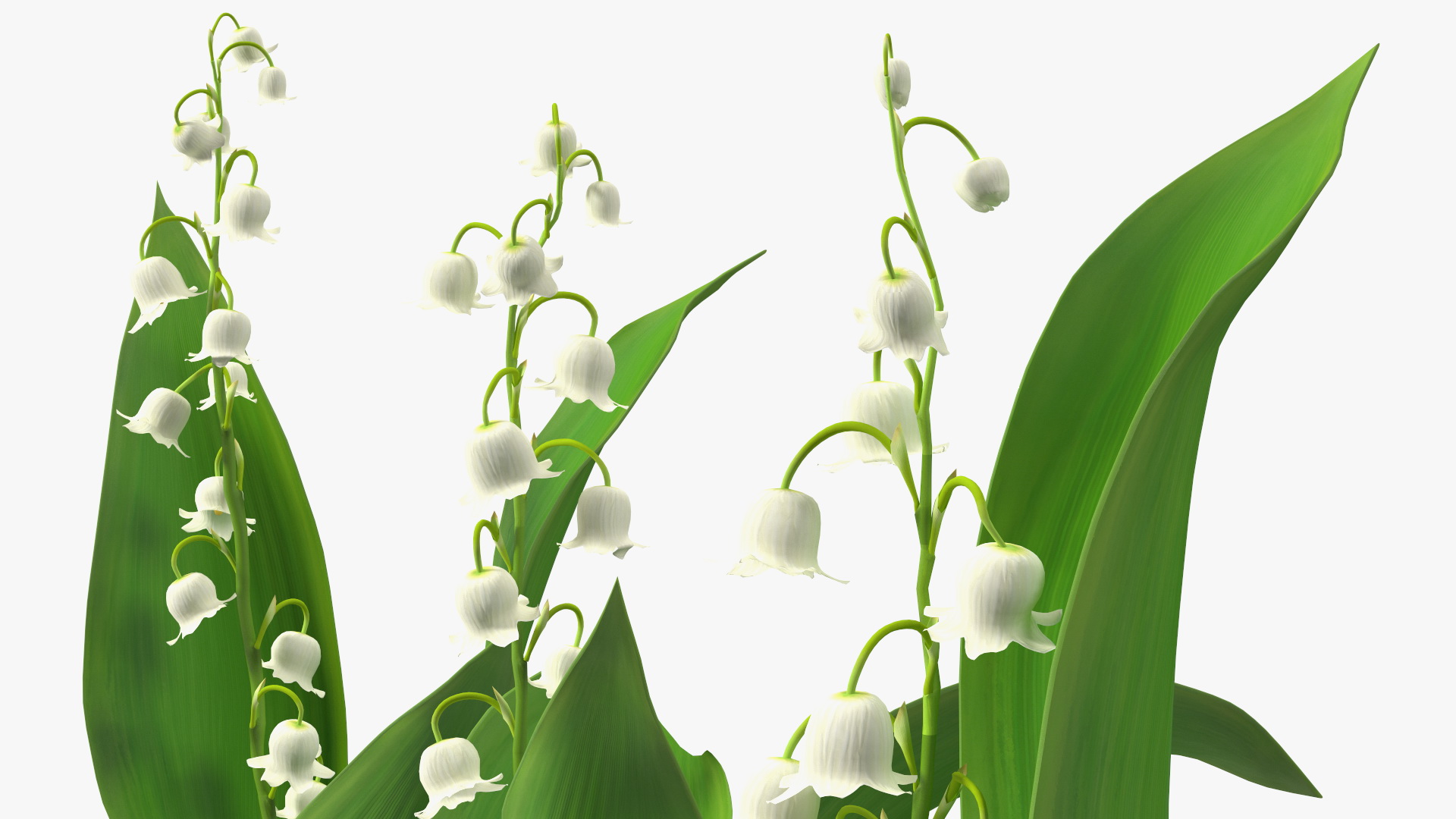 Lily of the Valley 3 Branches 3D model