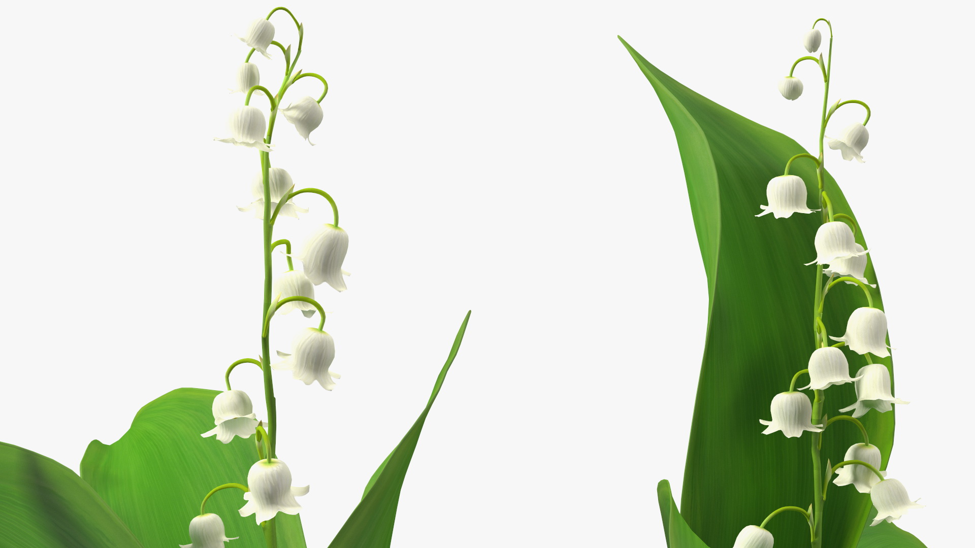 Lily of the Valley 3 Branches 3D model