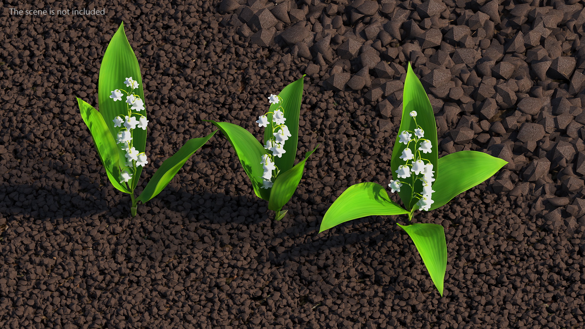 Lily of the Valley 3 Branches 3D model