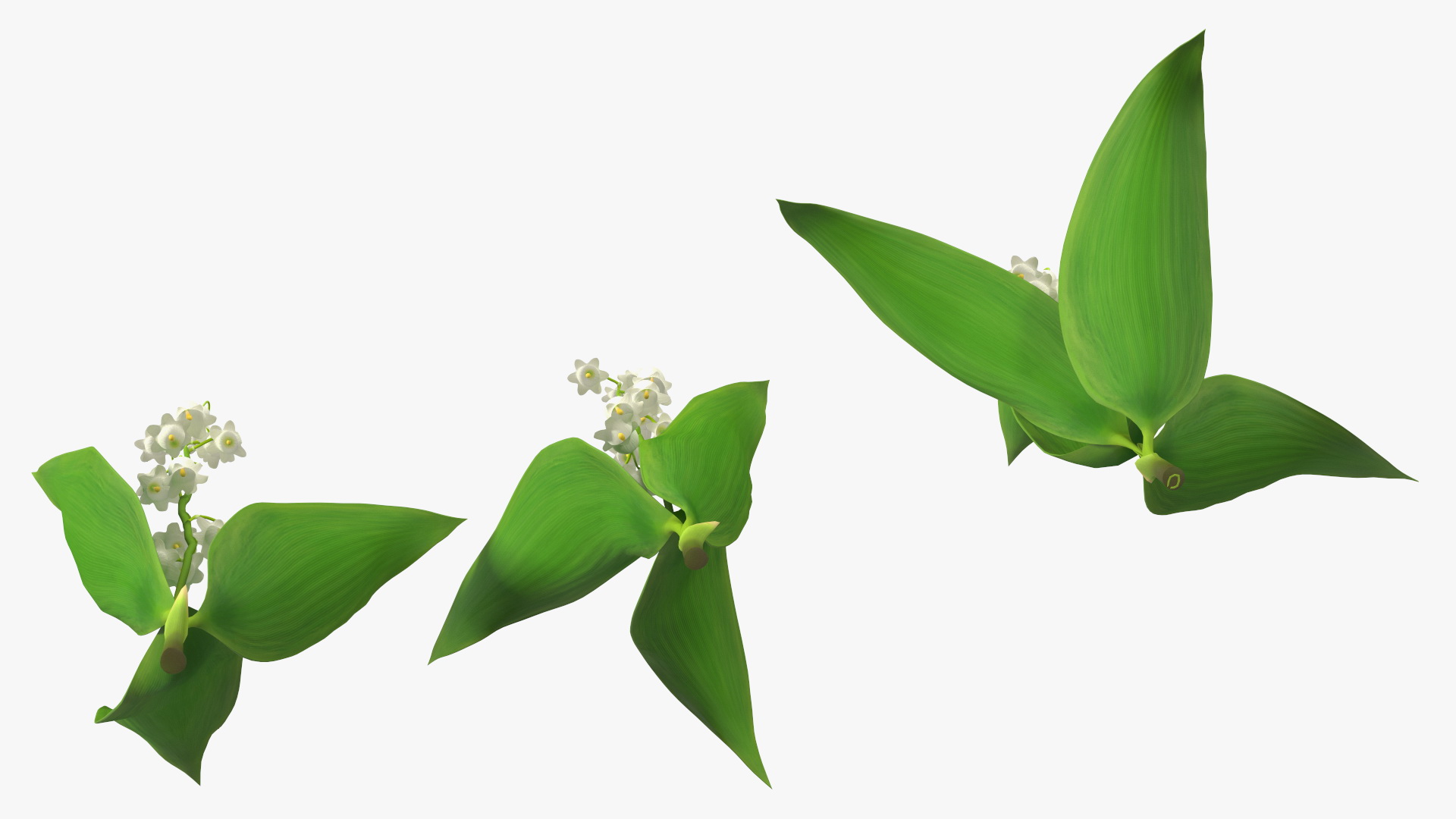 Lily of the Valley 3 Branches 3D model