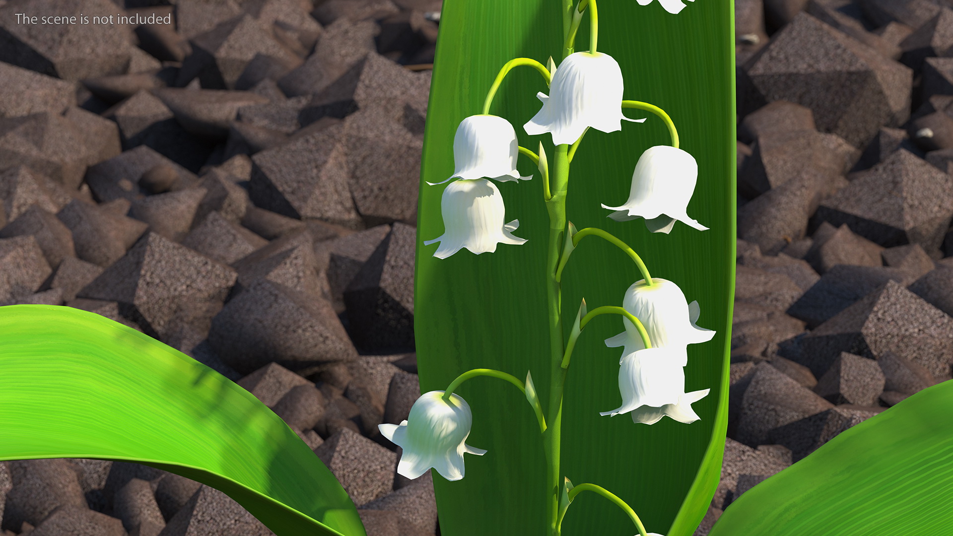 Lily of the Valley 3 Branches 3D model