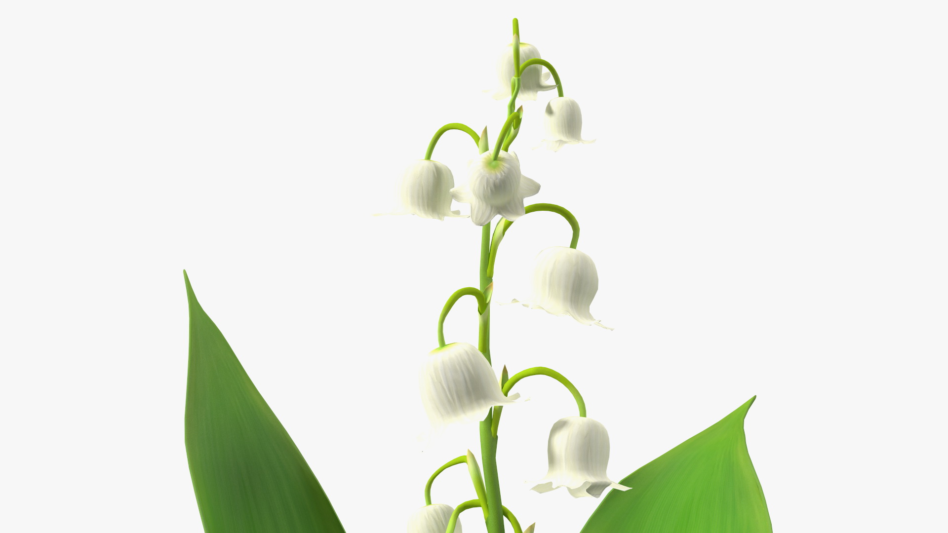 Lily of the Valley 3 Branches 3D model
