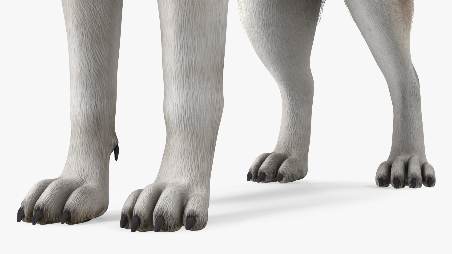 3D model Siberian Husky Copper and White Fur