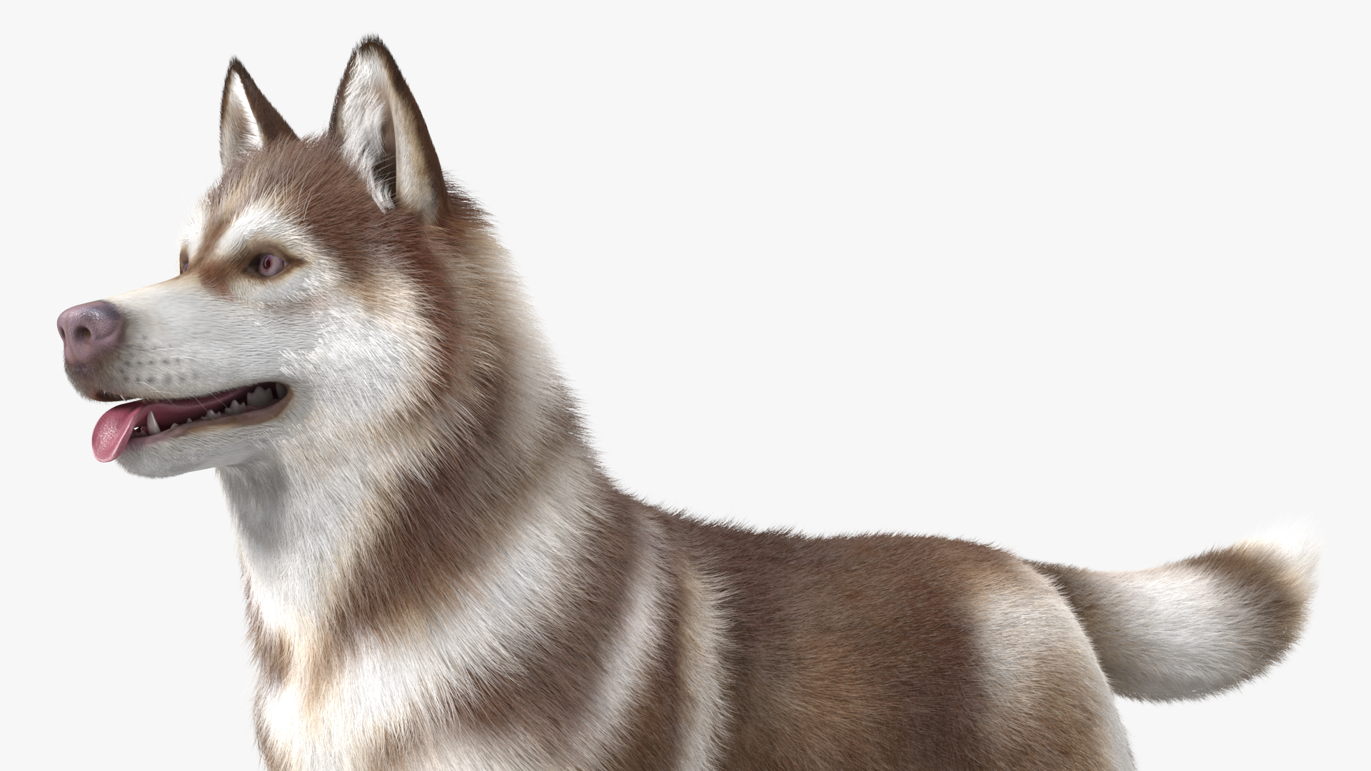 3D model Siberian Husky Copper and White Fur