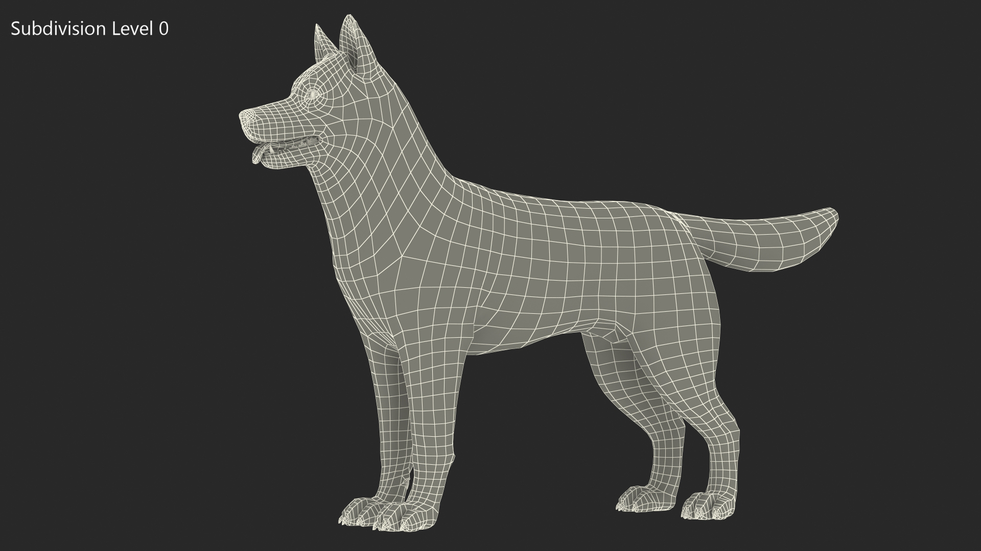3D model Siberian Husky Copper and White Fur