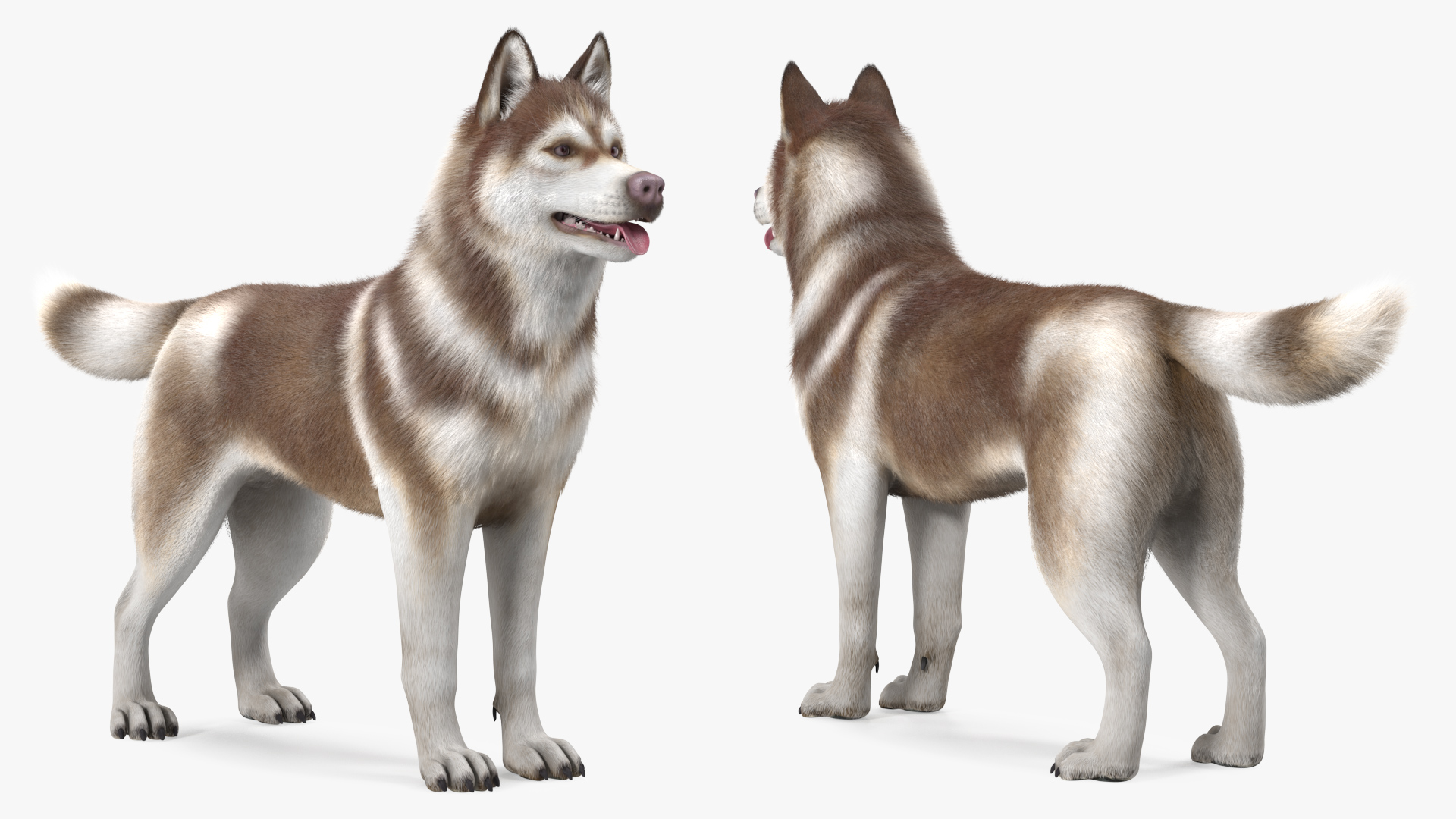 3D model Siberian Husky Copper and White Fur