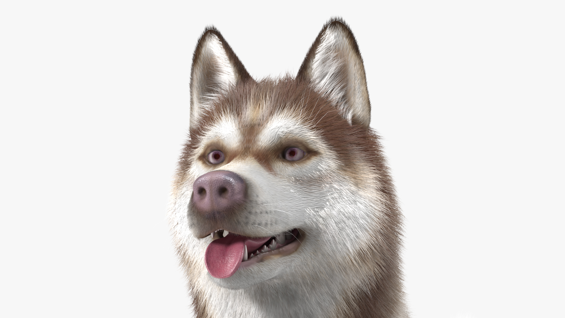 3D model Siberian Husky Copper and White Fur