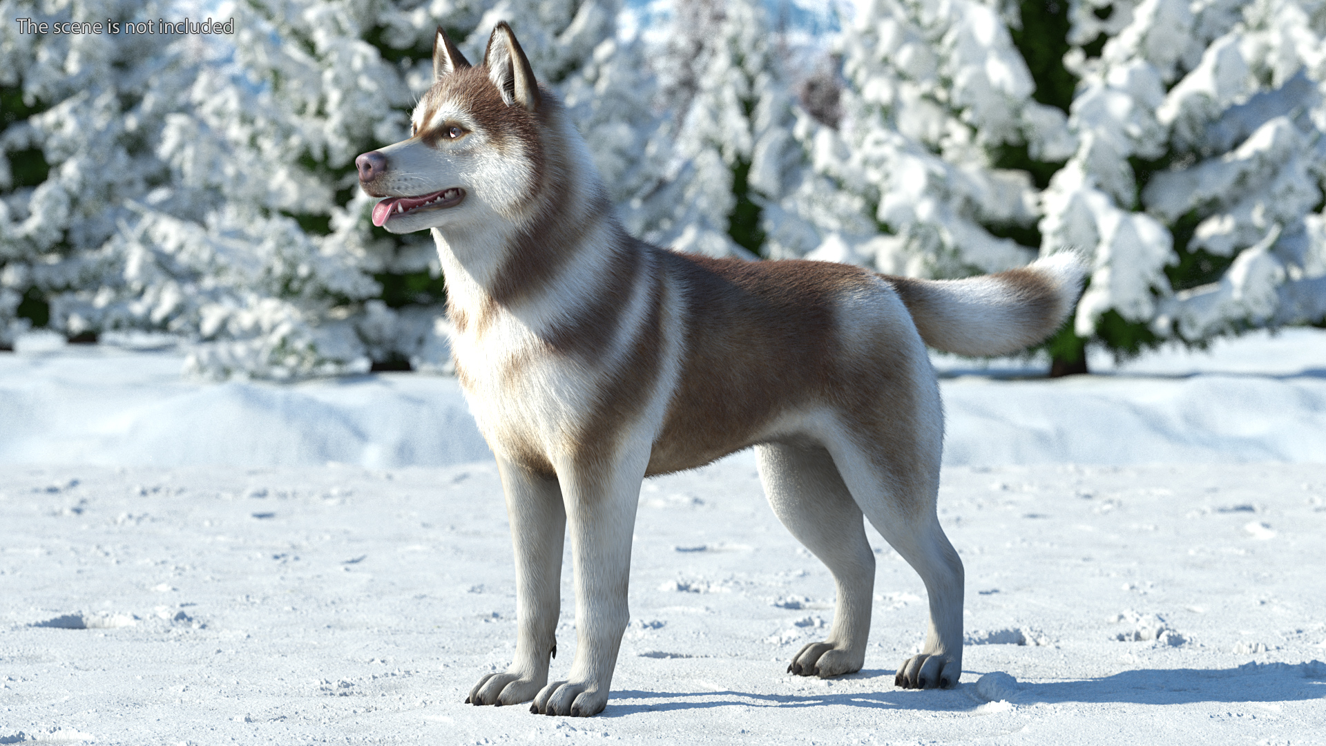 3D model Siberian Husky Copper and White Fur