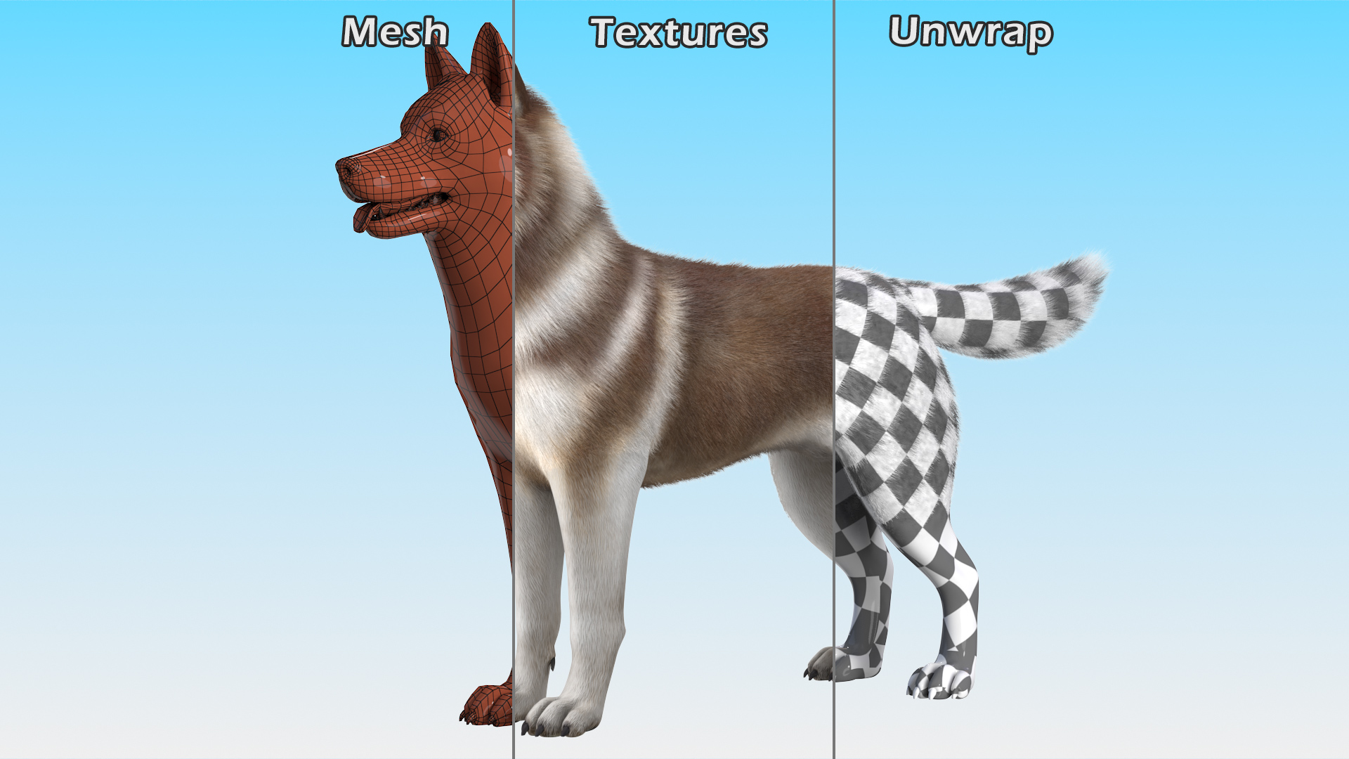 3D model Siberian Husky Copper and White Fur