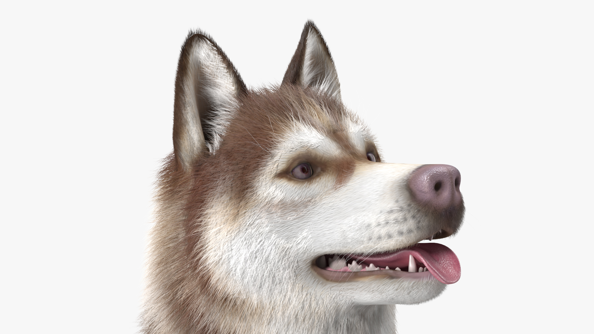 3D model Siberian Husky Copper and White Fur