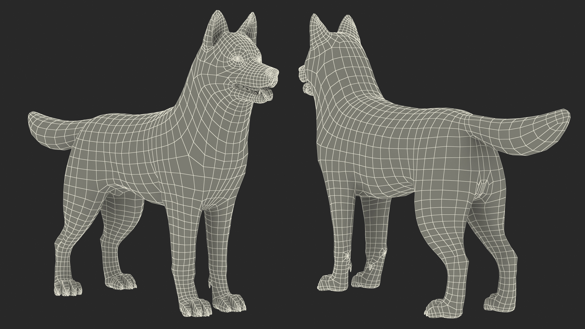 3D model Siberian Husky Copper and White Fur