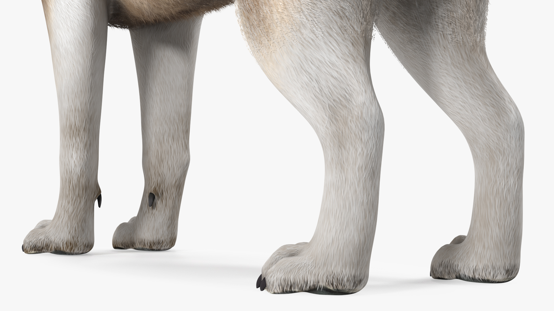 3D model Siberian Husky Copper and White Fur