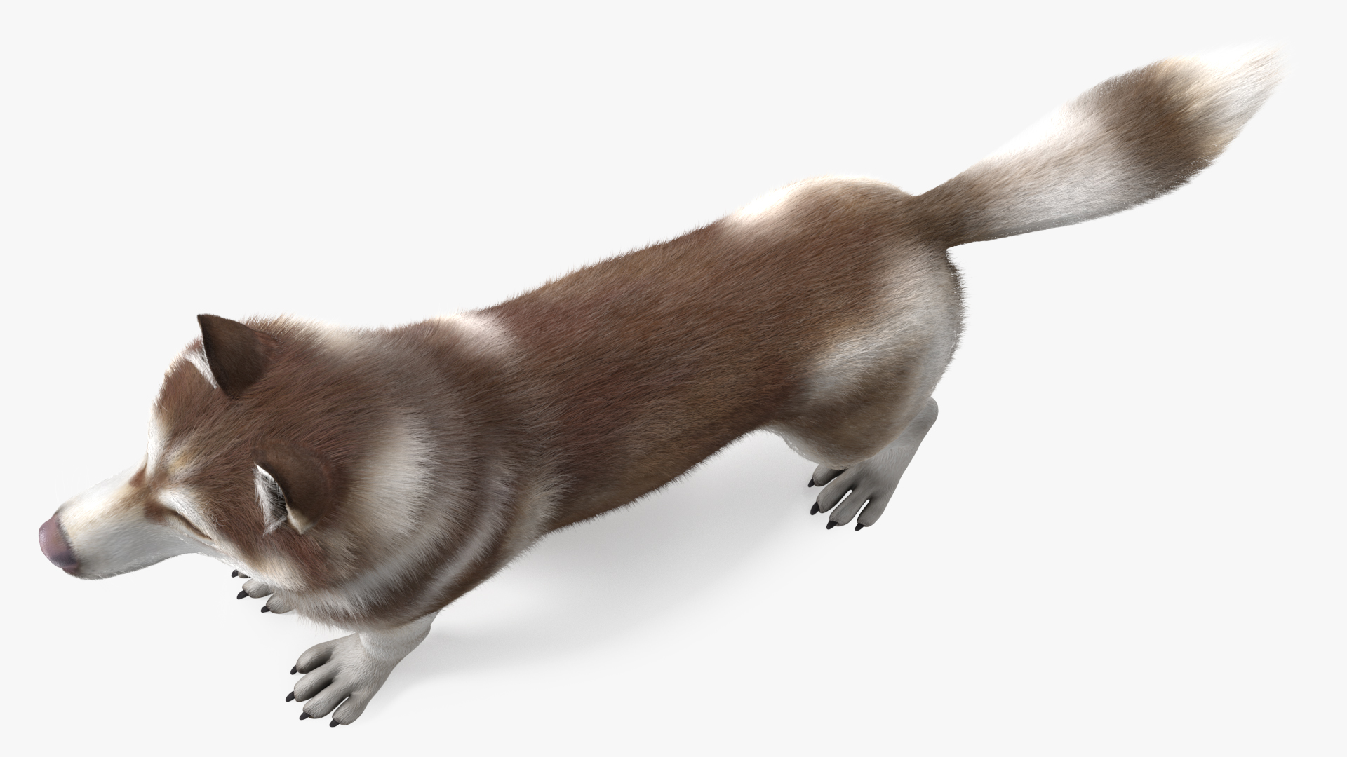 3D model Siberian Husky Copper and White Fur