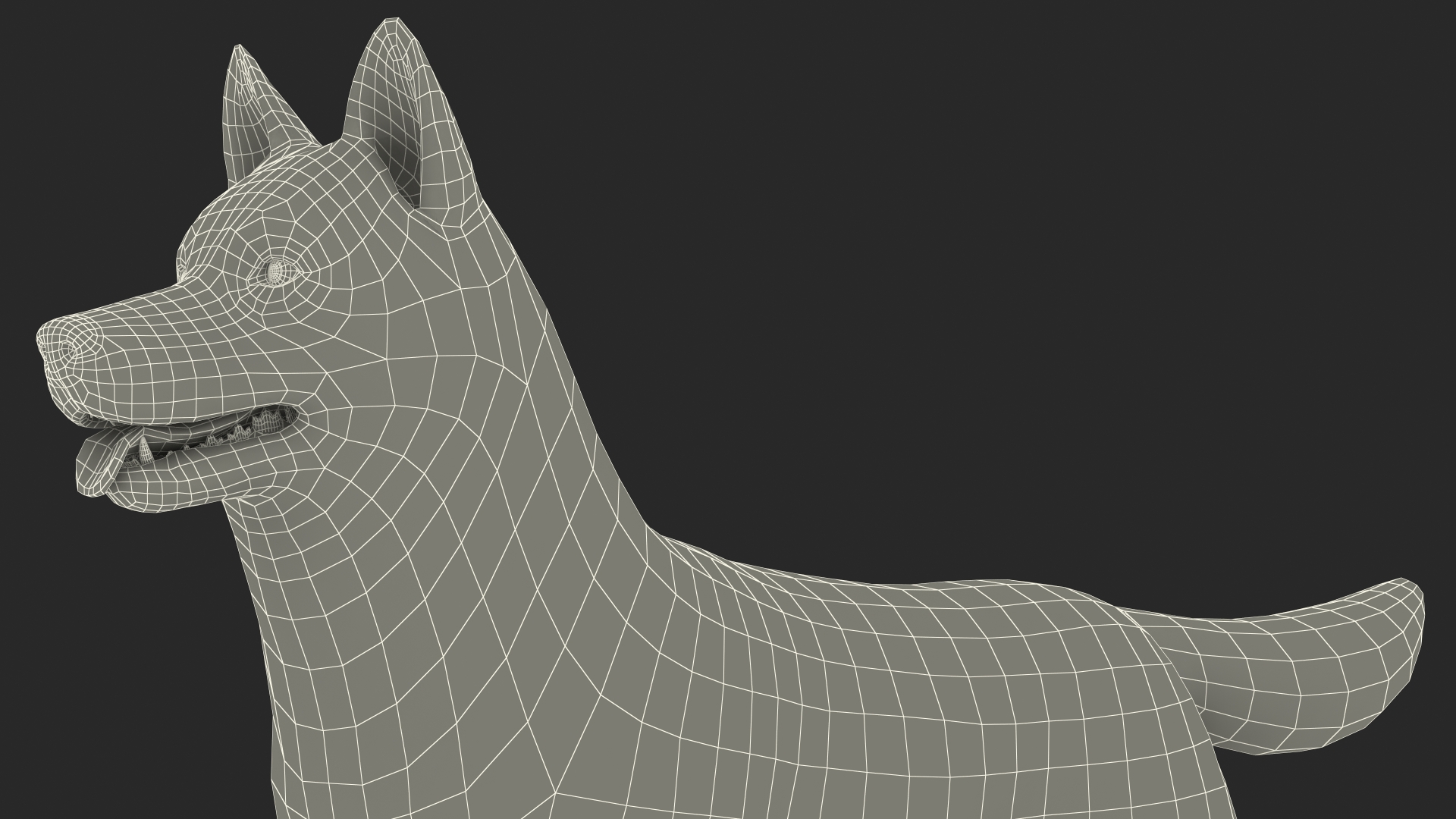3D model Siberian Husky Copper and White Fur