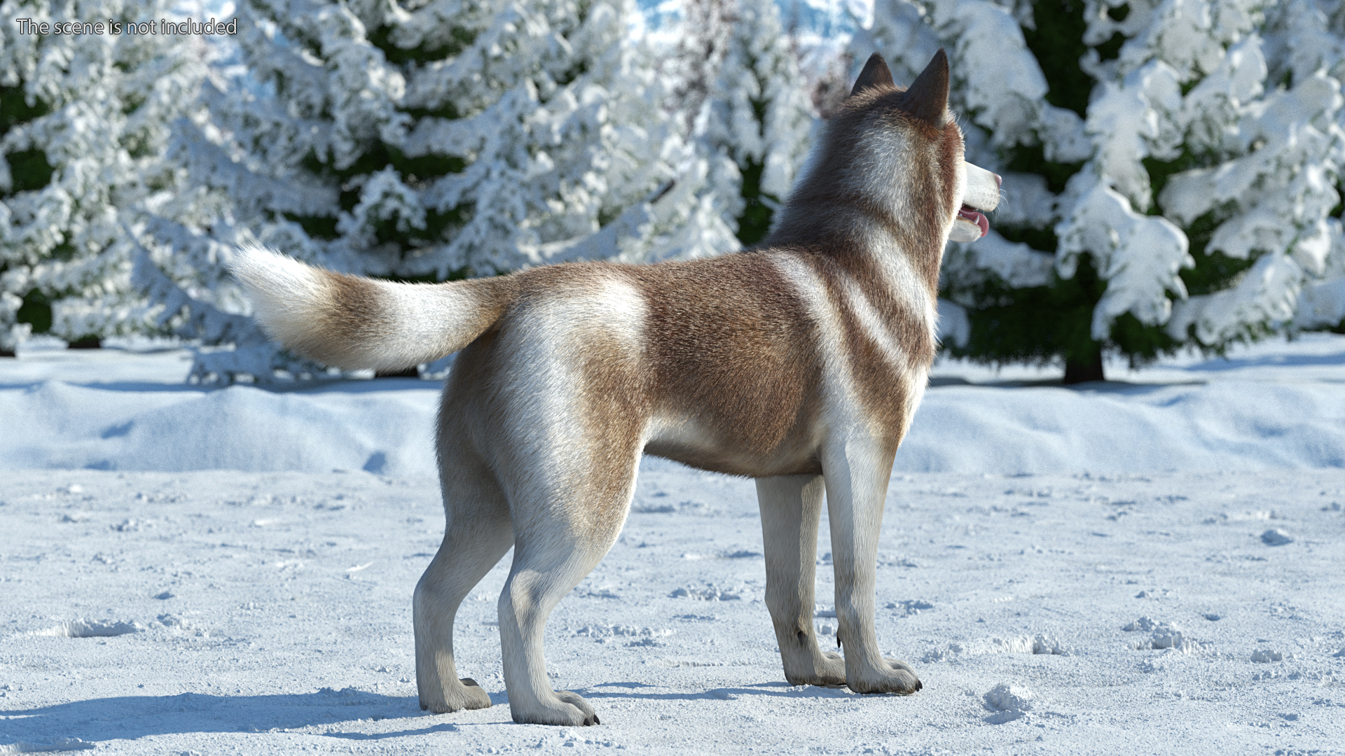 3D model Siberian Husky Copper and White Fur