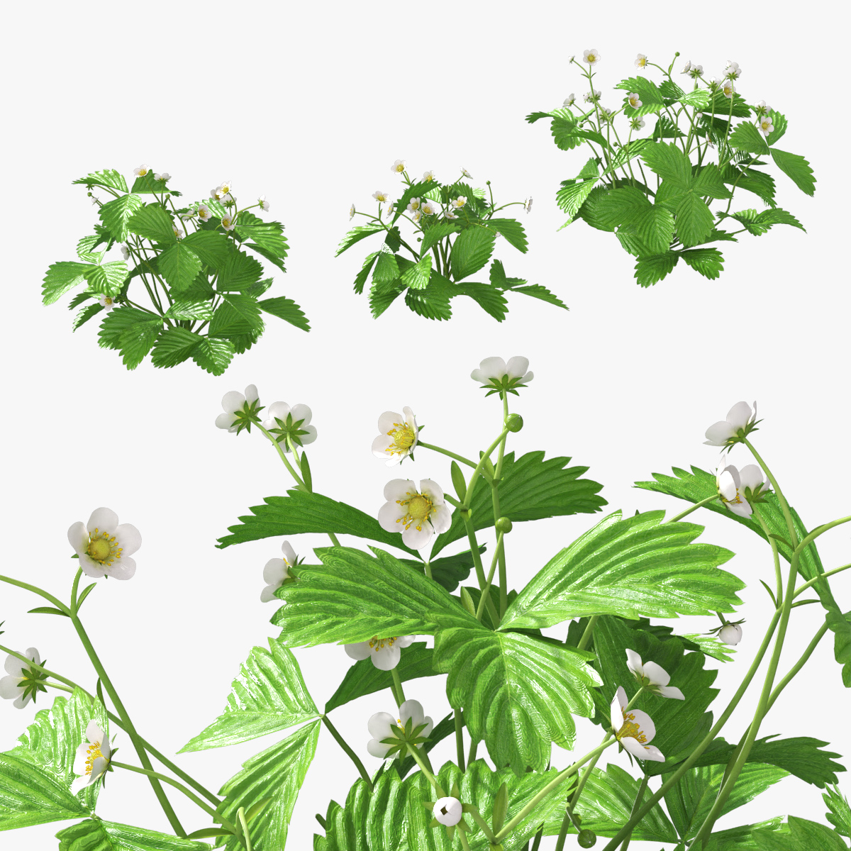 Garden Strawberry Plant Flower Set 3D model collection preview
