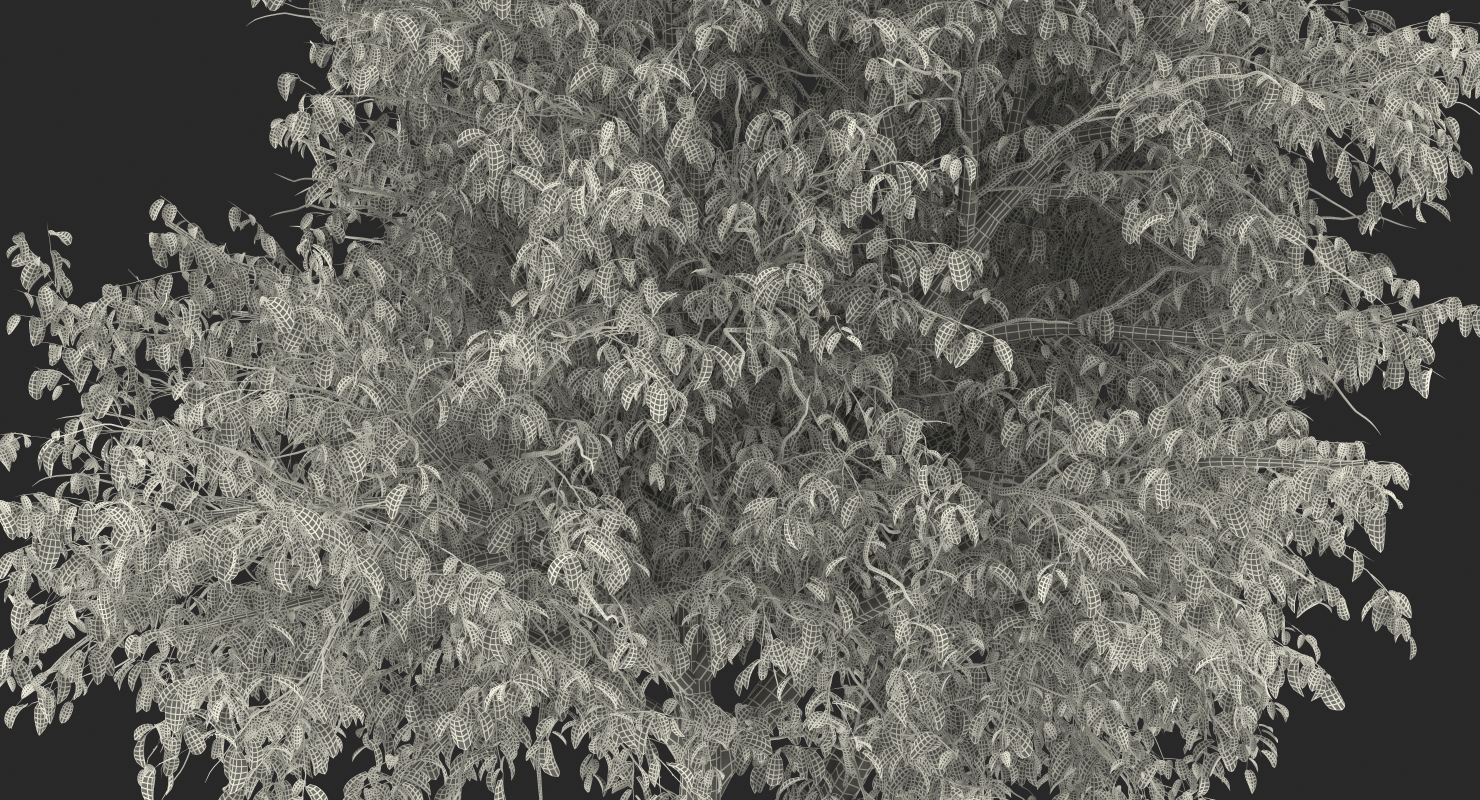 3D Summer Pear Tree