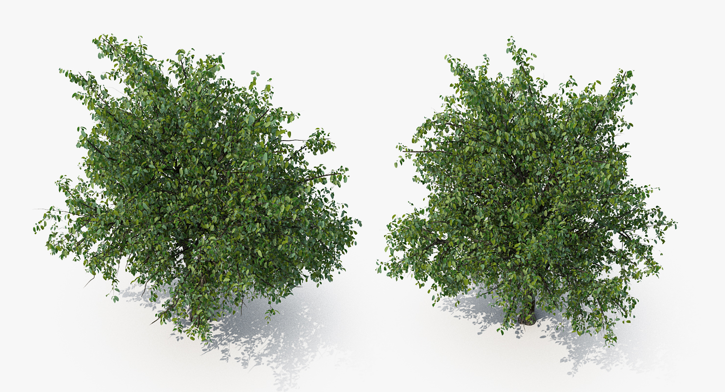 3D Summer Pear Tree