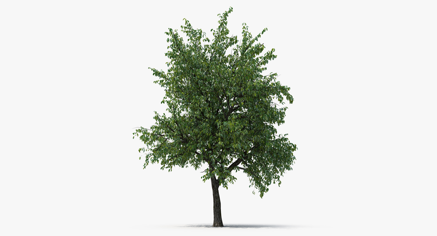 3D Summer Pear Tree