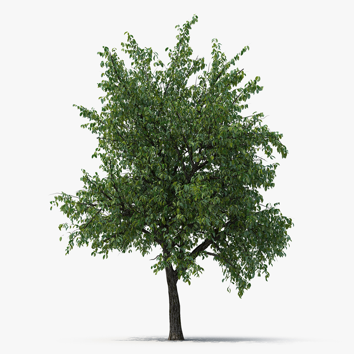 Summer Pear Tree, view 5