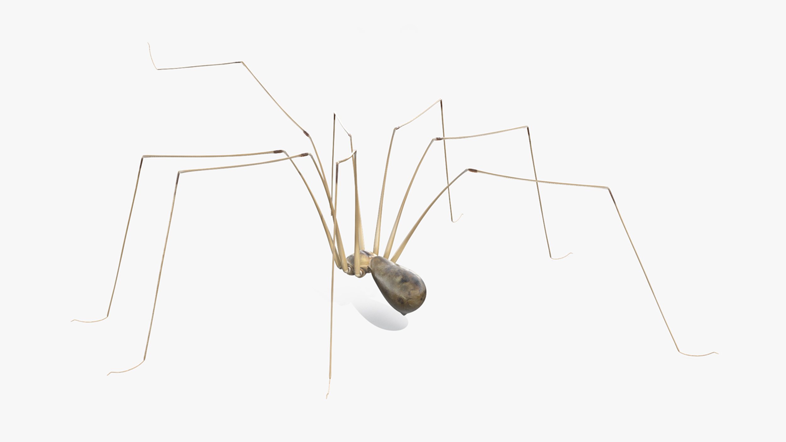 3D model Long-legged House Spider Rigged for Cinema 4D