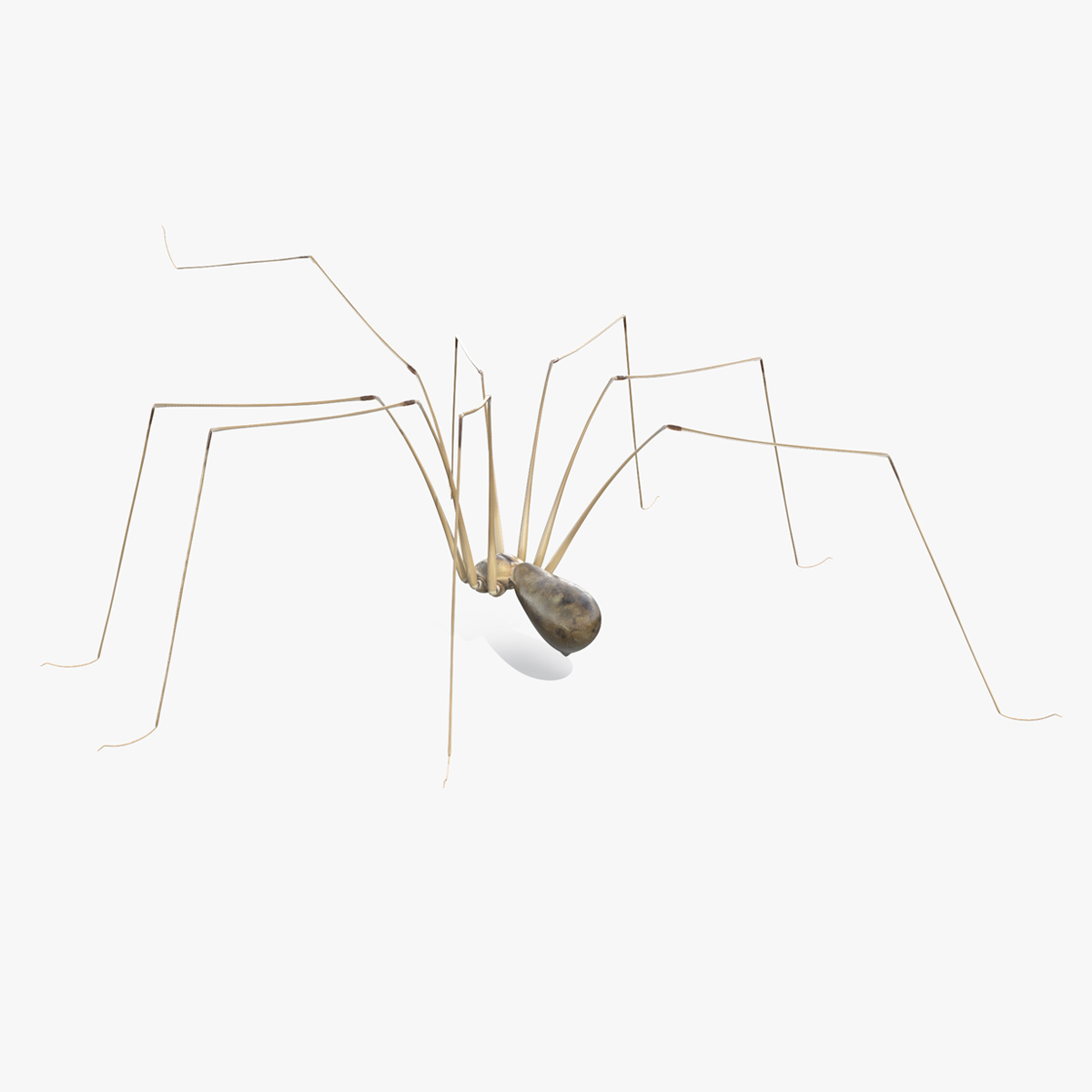 3D model Long-legged House Spider Rigged for Cinema 4D