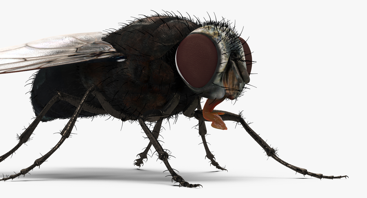 Fly with Fur 3D