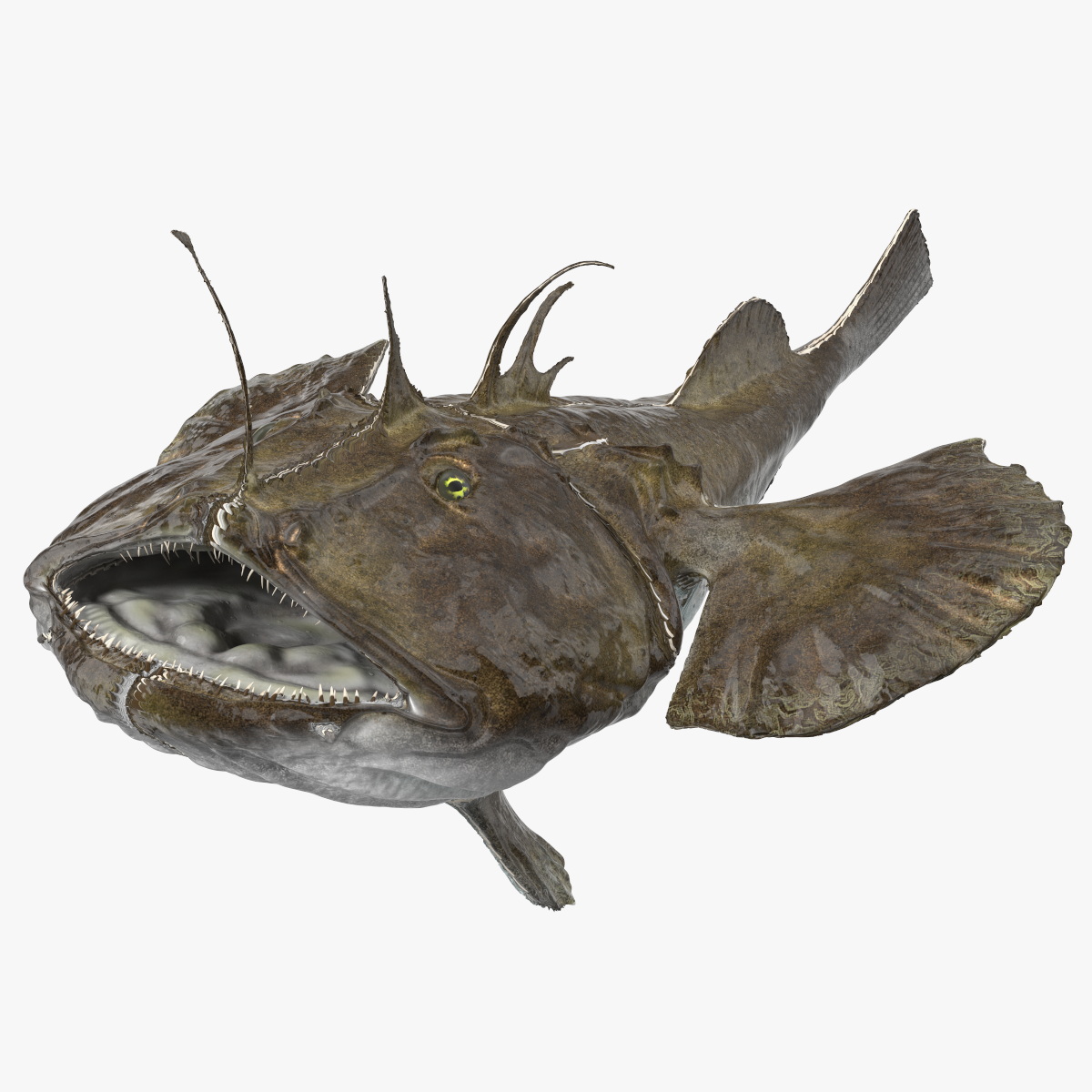 3D Angler Rigged model