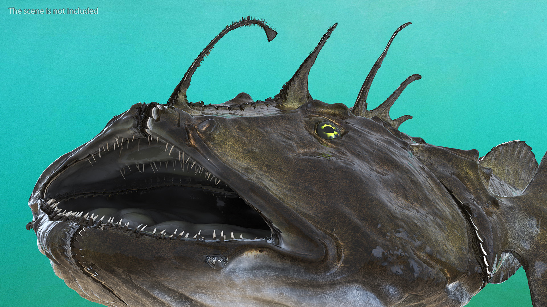 3D Angler Rigged model