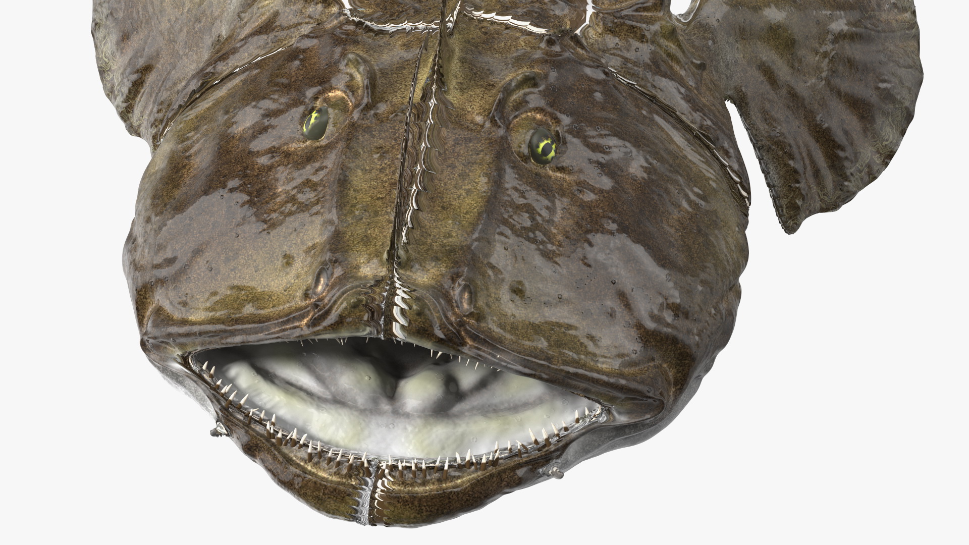3D Angler Rigged model