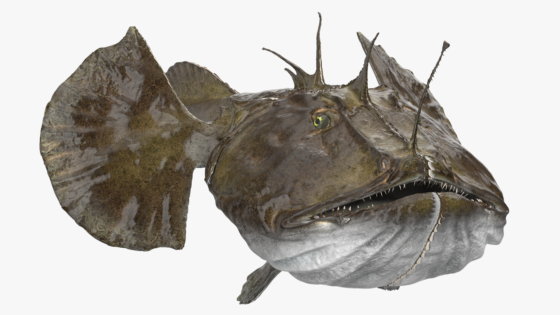 3D Angler Rigged model