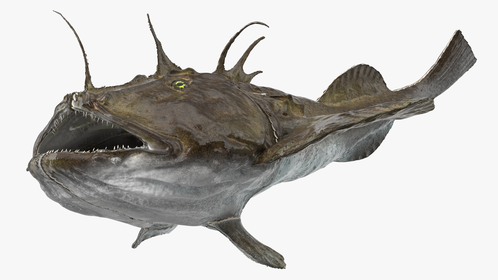 3D Angler Rigged model
