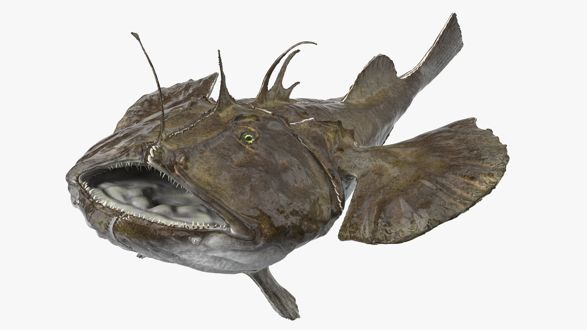 3D Angler Rigged model