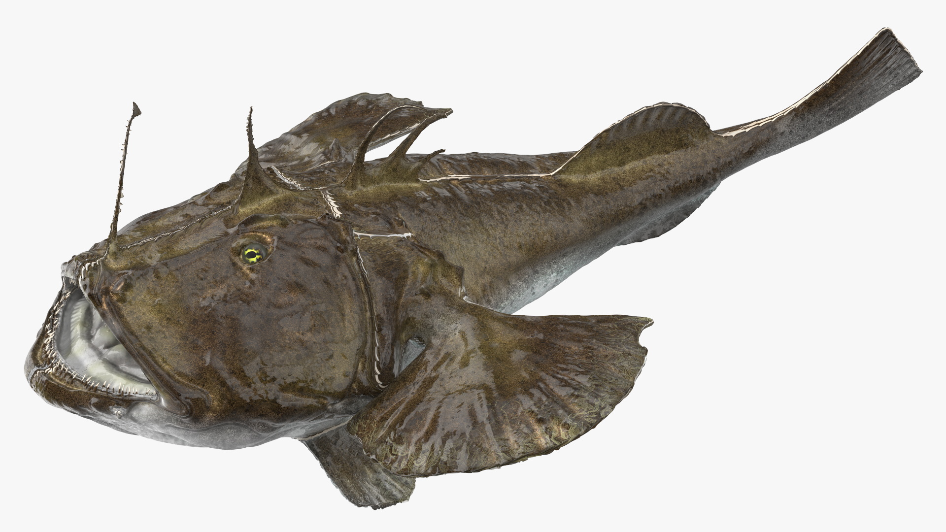 3D Angler Rigged model