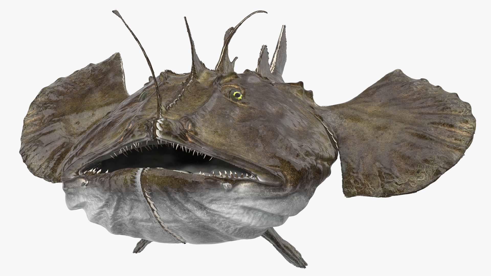 3D Angler Rigged model