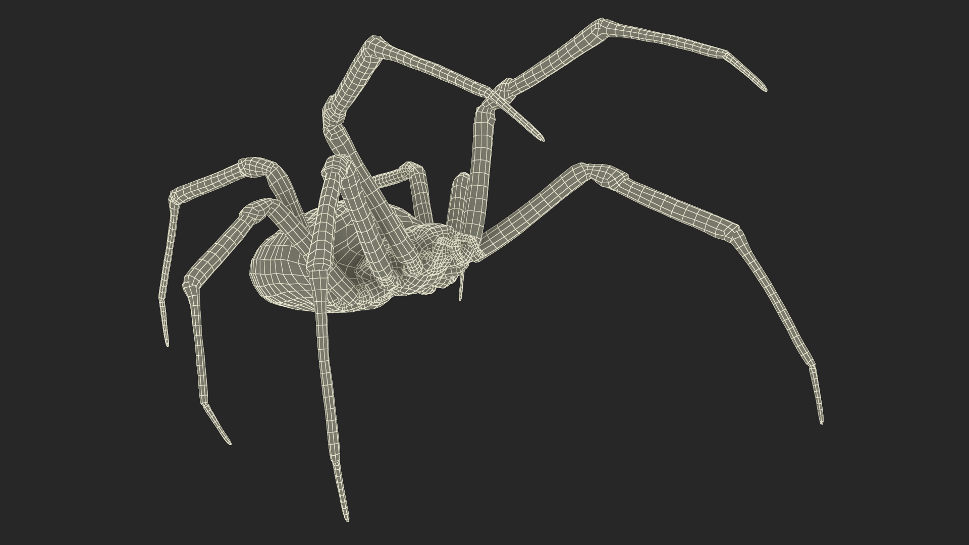 Argiope Trifasciata Spider Rigged for Modo 3D