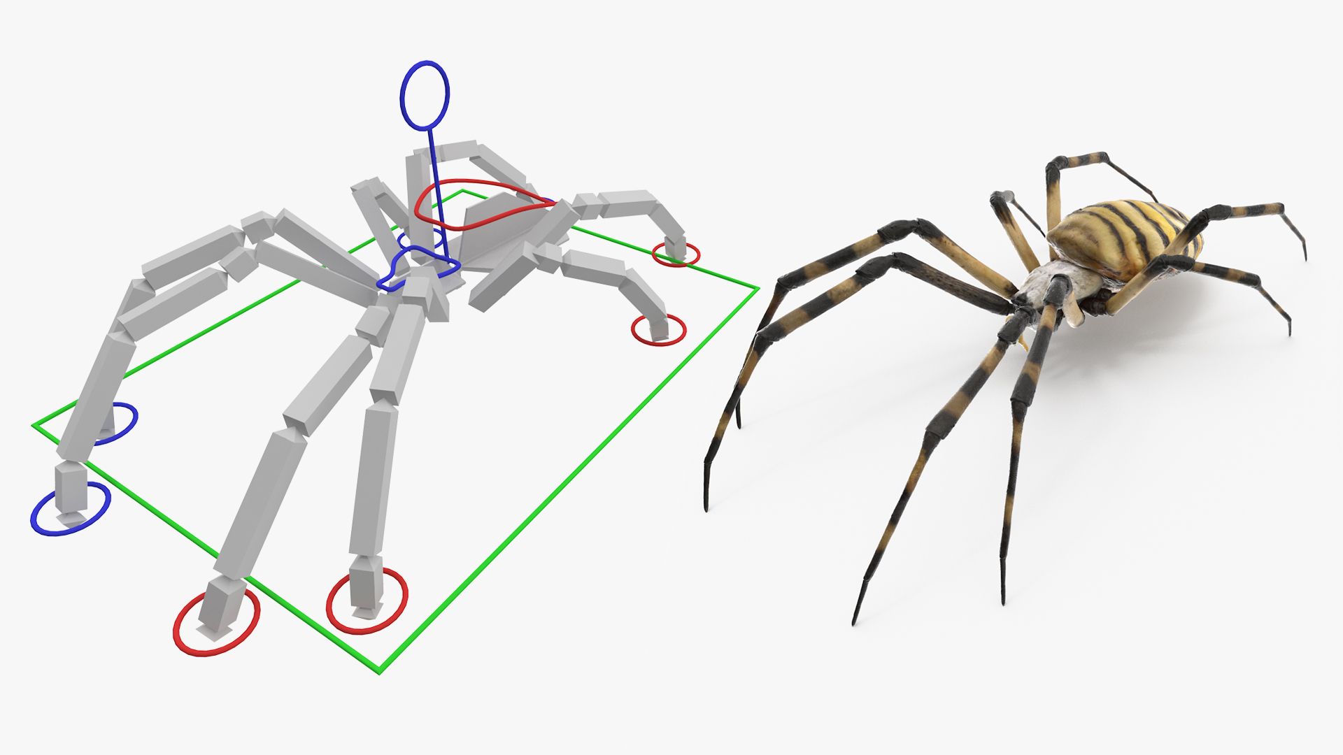 Argiope Trifasciata Spider Rigged for Modo 3D