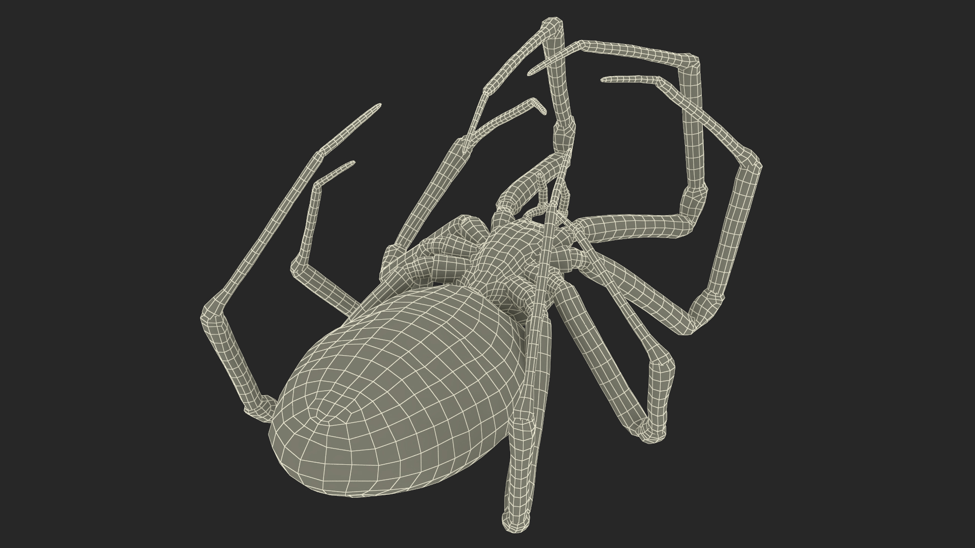 Argiope Trifasciata Spider Rigged for Modo 3D
