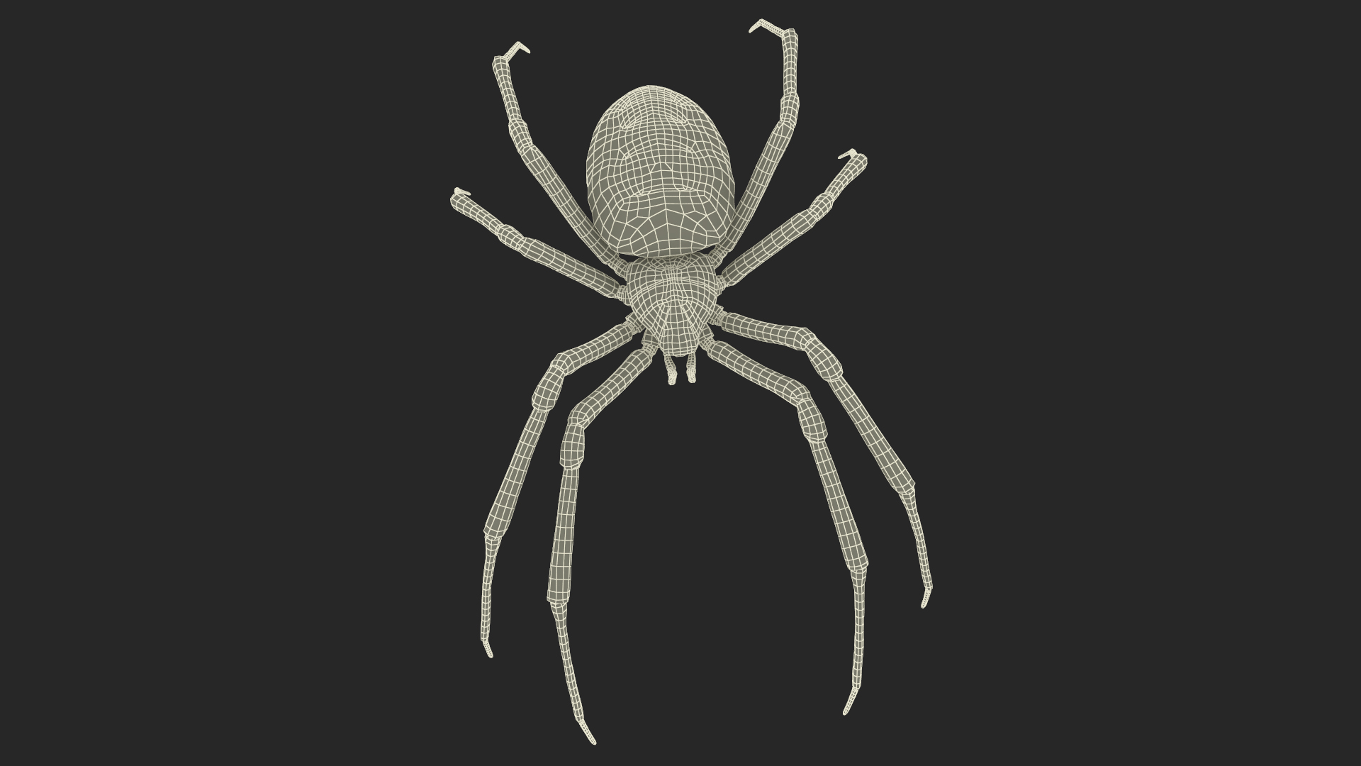 Argiope Trifasciata Spider Rigged for Modo 3D