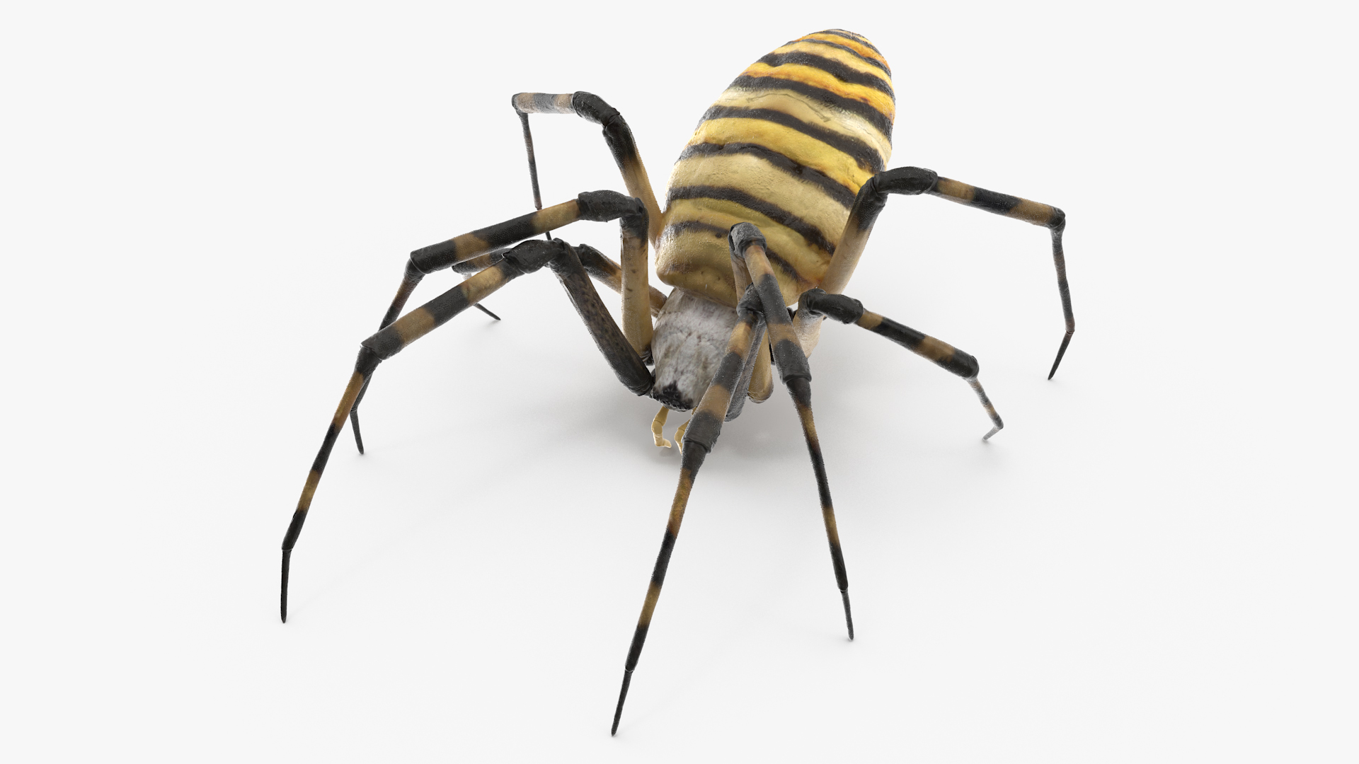 Argiope Trifasciata Spider Rigged for Modo 3D