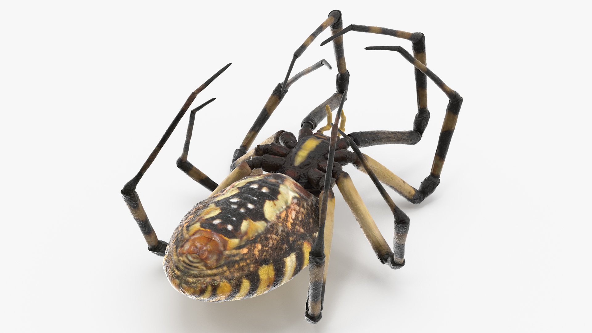 Argiope Trifasciata Spider Rigged for Modo 3D