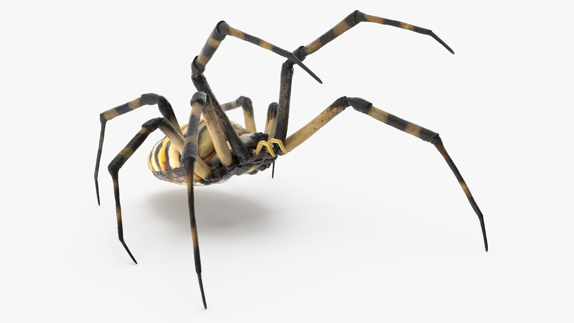 Argiope Trifasciata Spider Rigged for Modo 3D