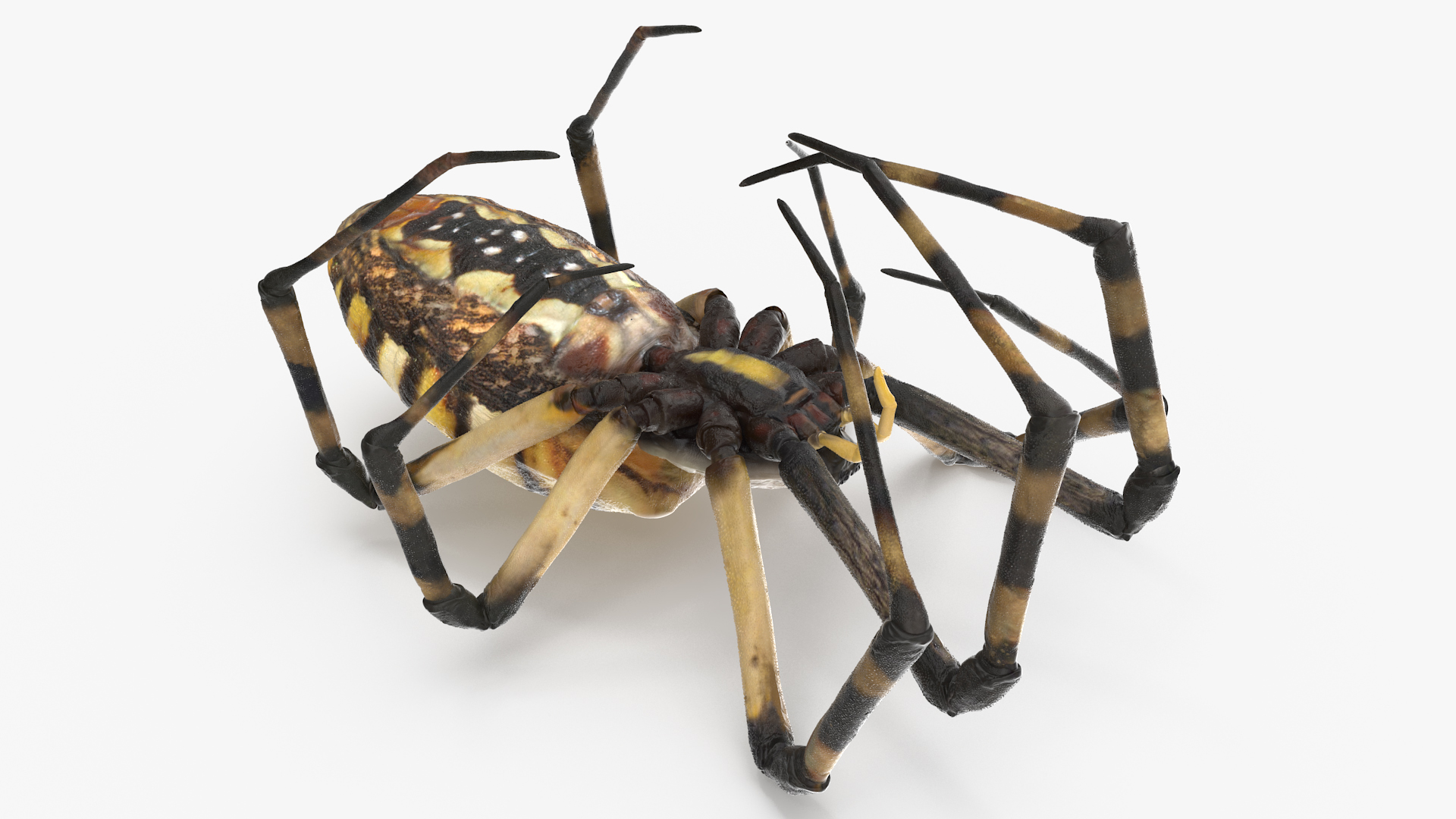 Argiope Trifasciata Spider Rigged for Modo 3D