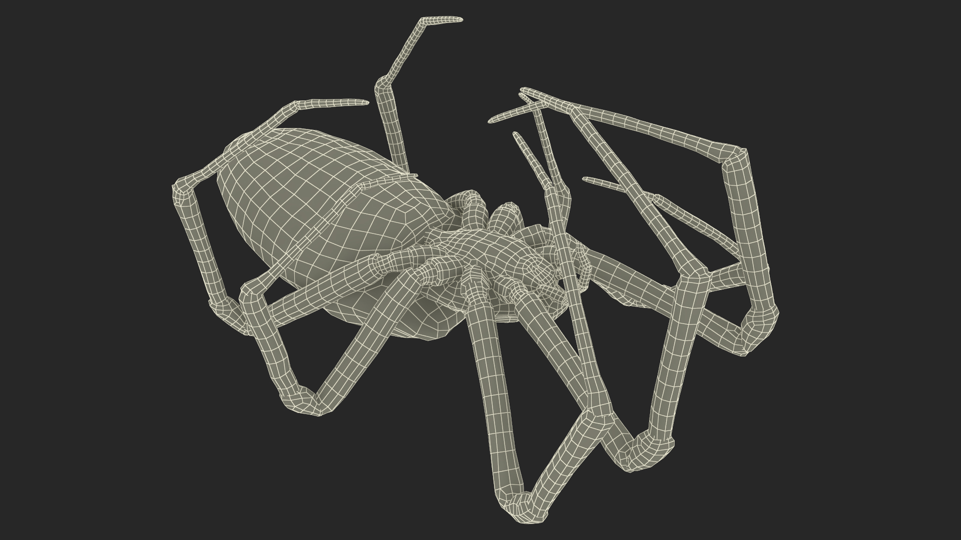 Argiope Trifasciata Spider Rigged for Modo 3D