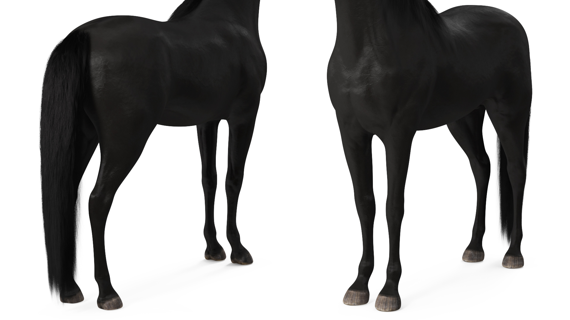 3D model Arabian Horse Black Fur Rigged