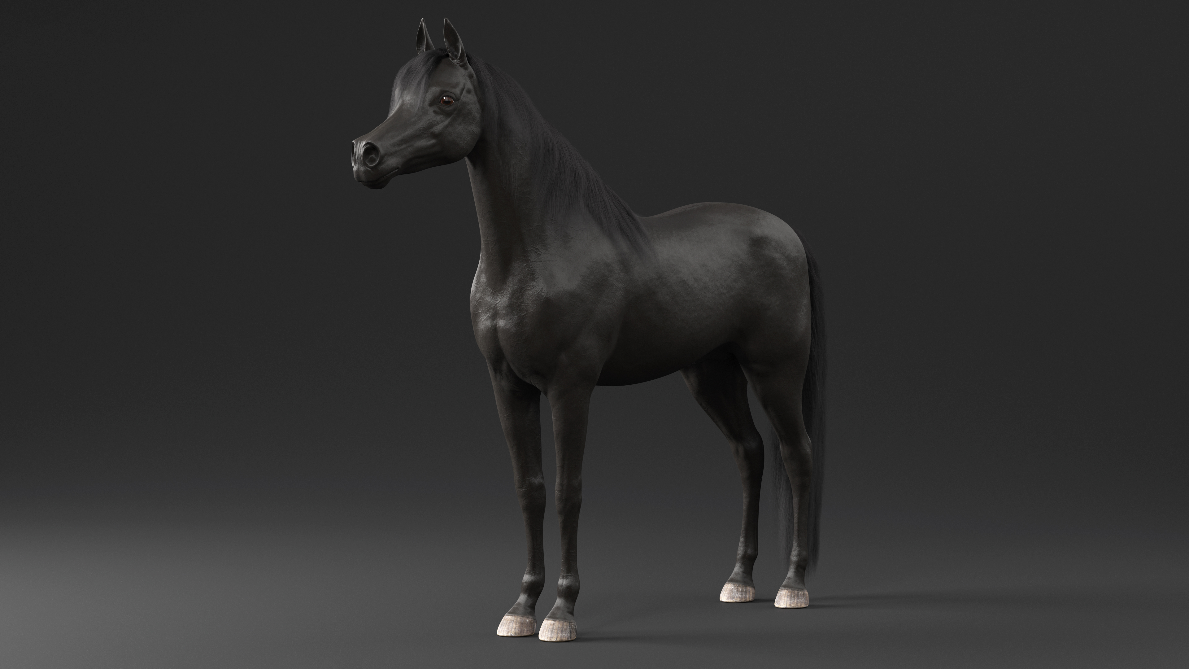 3D model Arabian Horse Black Fur Rigged