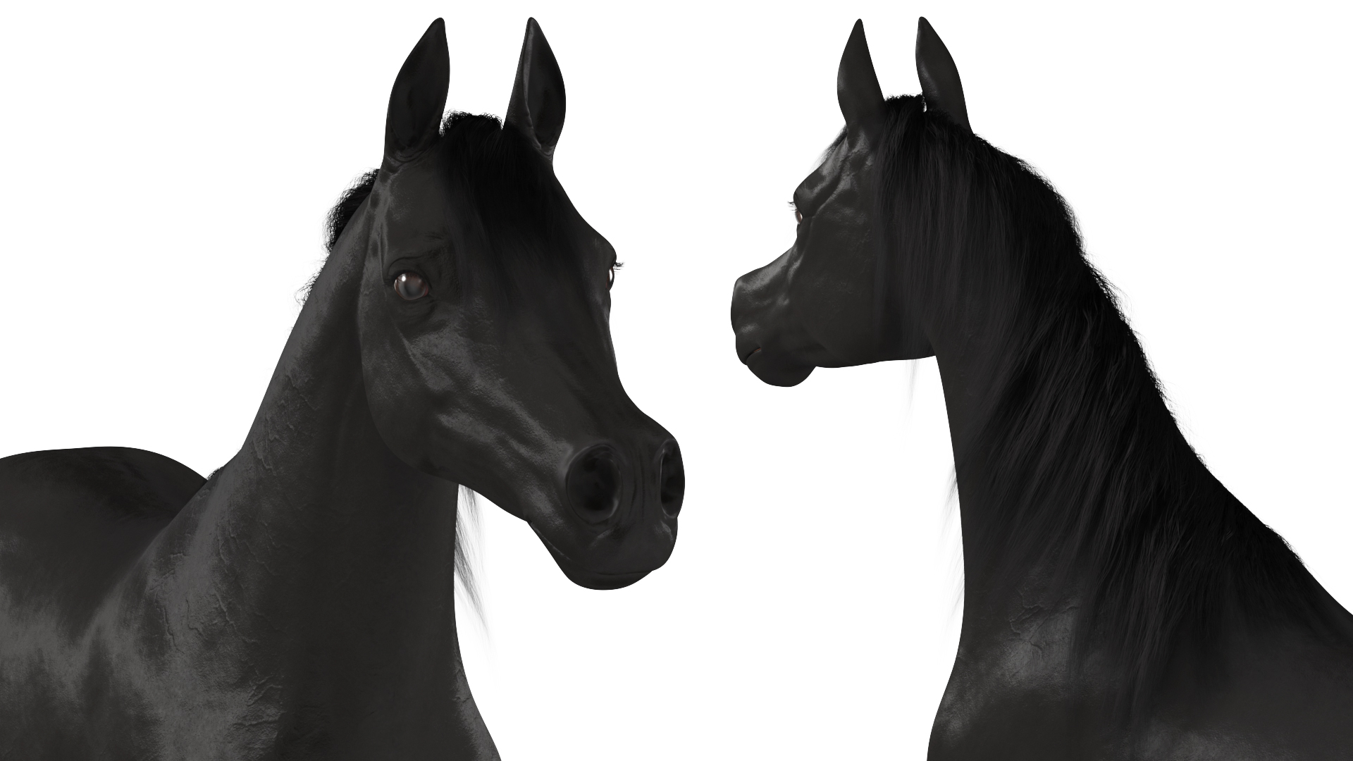 3D model Arabian Horse Black Fur Rigged