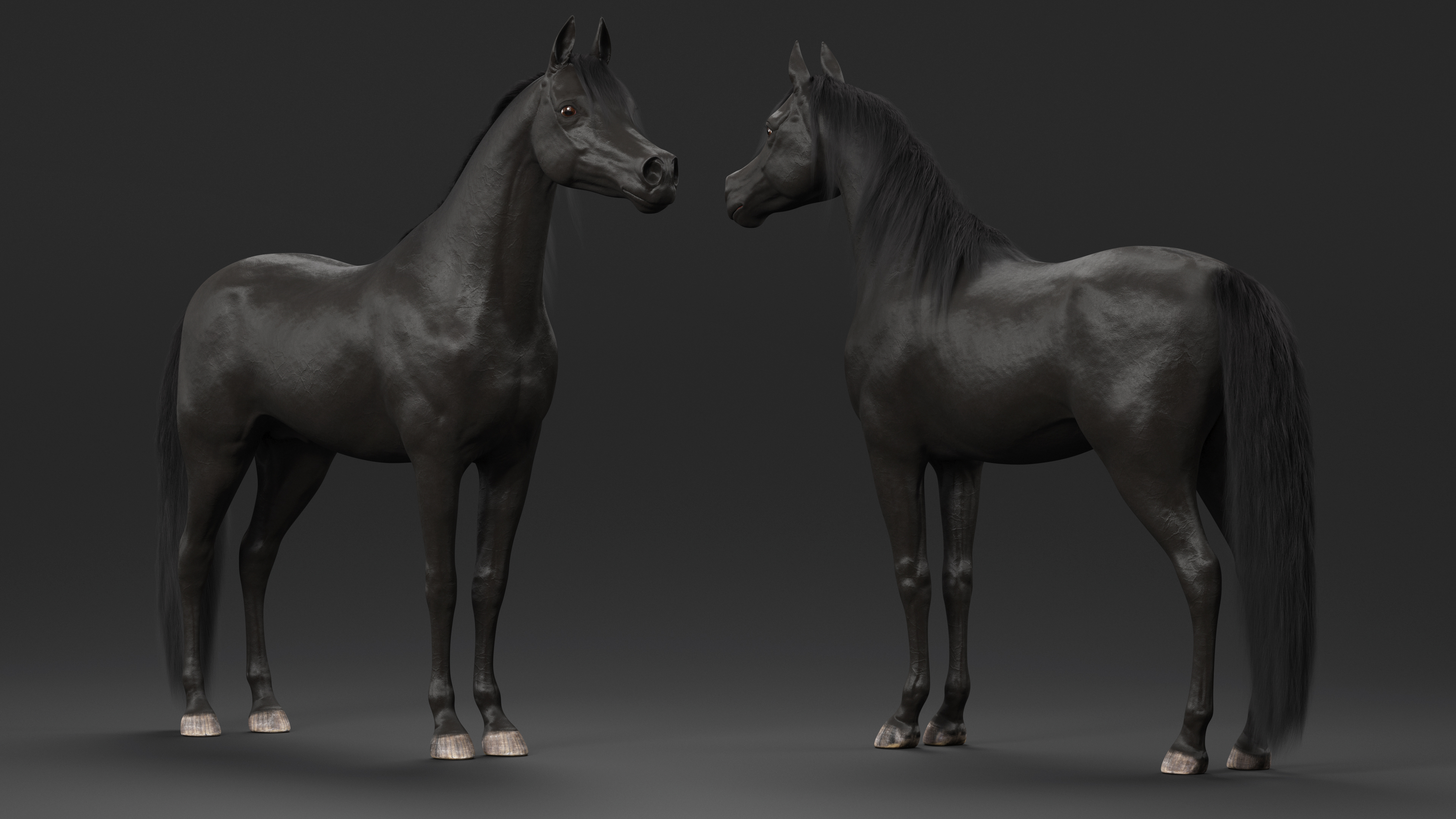 3D model Arabian Horse Black Fur Rigged