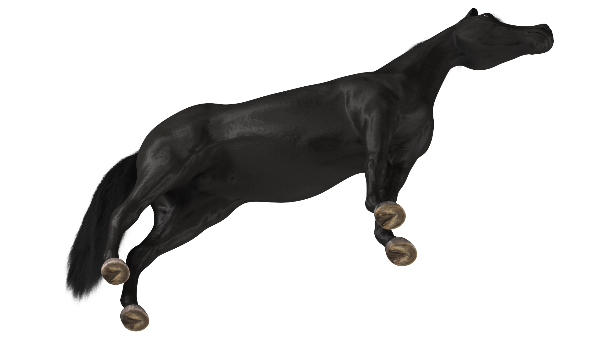 3D model Arabian Horse Black Fur Rigged