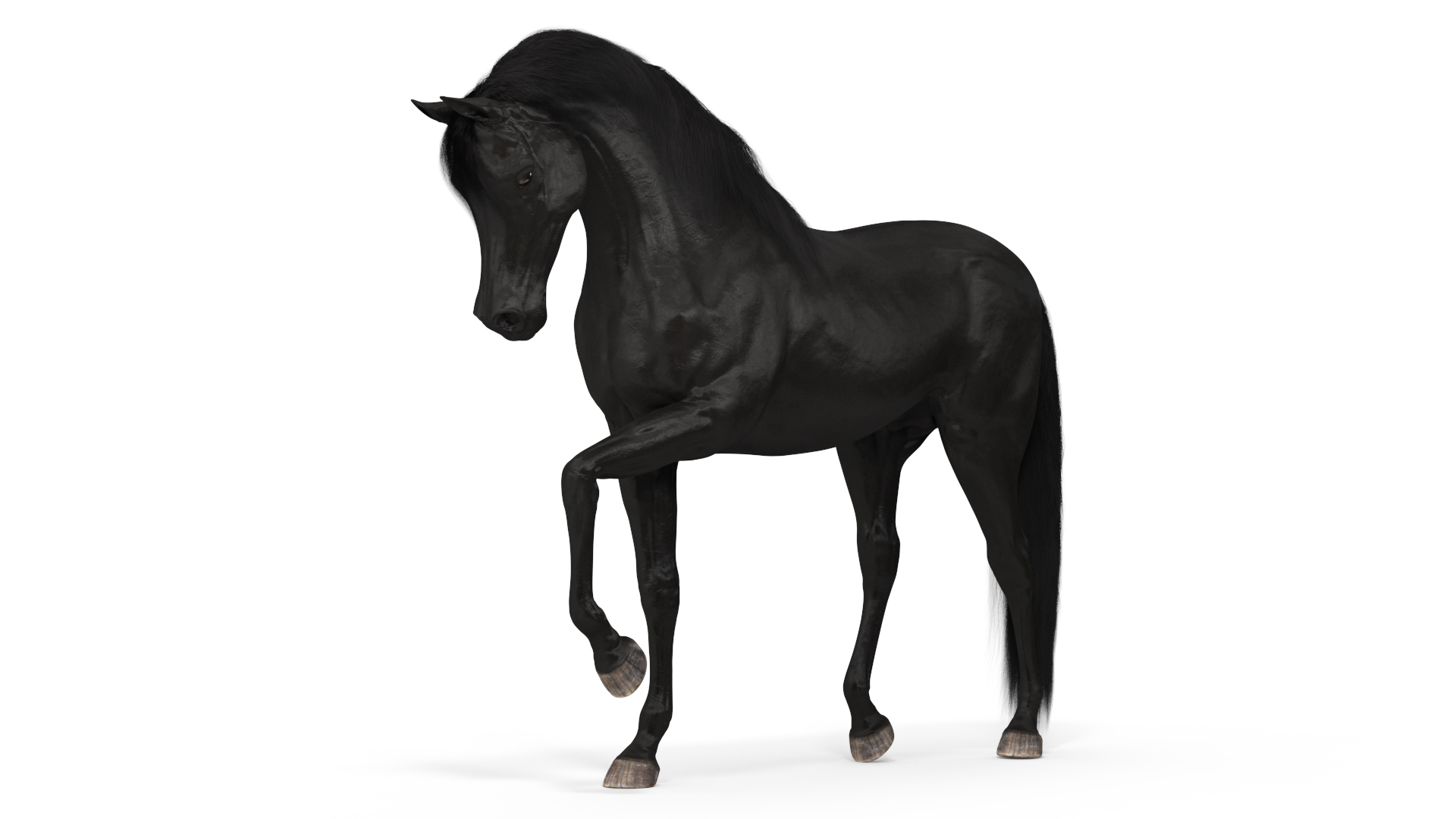 3D model Arabian Horse Black Fur Rigged